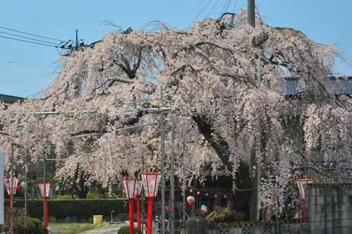 平のしだれ桜の画像