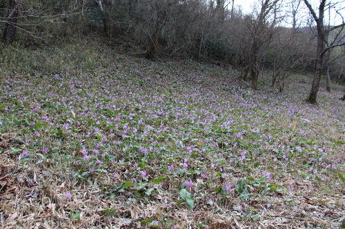 かたくり初恋公園の画像