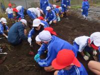 1・6年イモ掘り