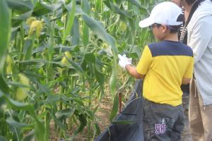 残りのトウモロコシの受粉作業