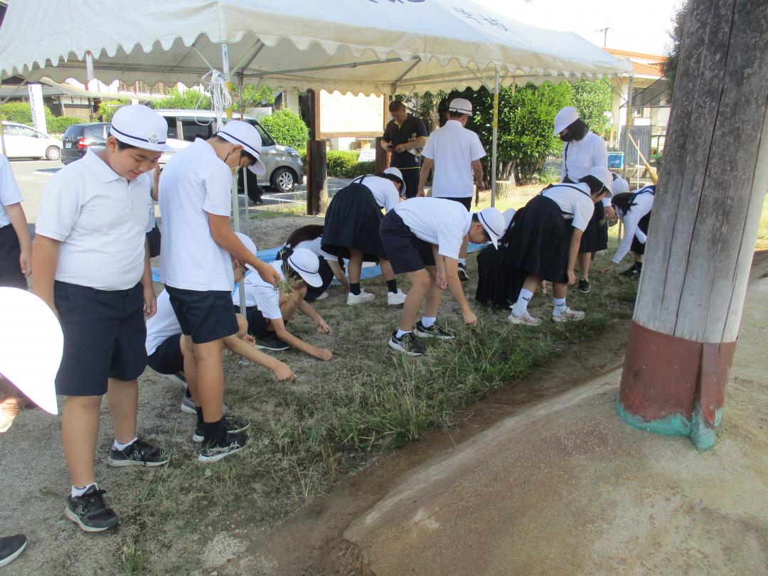 角力場の草取りをする6年生